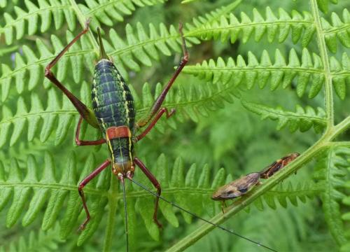 Barbitistes serricauda